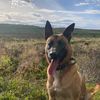 malinoisuk
