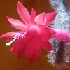 Flor de cacto 🌵