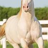muhammad.irshad6385
