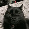 miau._.445