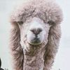 hamish_mckenzie