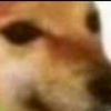 dan42054