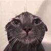 kucing_618