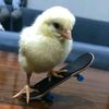 pollito48270