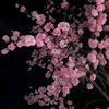pinkii_pai1
