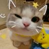 miaa_2204
