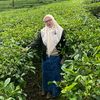 melatimuss