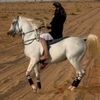 the.knight.yamen