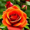 tania.akter.tanha42