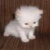 _xihgailm