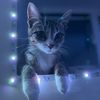 jethro_tickler