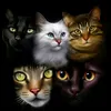 5soulcats