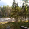 norrland_skogen123
