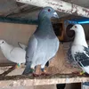 لوفت ابن الحسن★