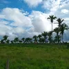 vaqueiropedro29