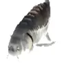 thenotfamousfish