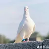 vmhv.gvrt
