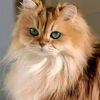 azza.mahmoud93