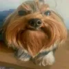 thor_269
