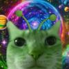 cat_hus8