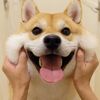doogfunny1