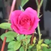annyypradoo_hs