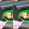 nopi_805