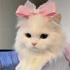moimbulmbul_10