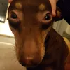 my_little_animal_zoo