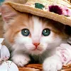 lovepets_001