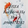 hoan.nguyen1236