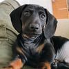 fox_the_wee_dachsh