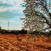 hamade0038