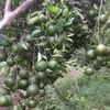 wartegayu2
