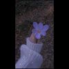niaz0719