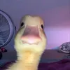 yuboancutihe