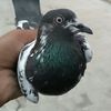 ali0048328