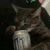cam0catz