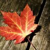 canadiendeluxe7