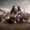 pigeon.lord3