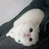 koti_scottish