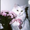 asj._707
