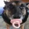 amirubereasts4
