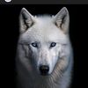 black.wolf9625