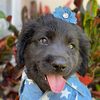 puppst3r