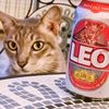 sawadeecats