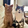 dutchpurrfectduo