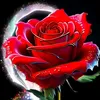user12749054422877