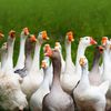 Sweet Memes Are Made of Geese