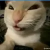 iceyscube